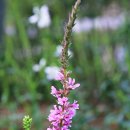 미선향테마파크 이미지