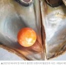 진주강(pearl*) 네이버블로그