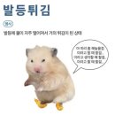 미어캣