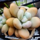 영광다육