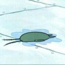 오드리 애견미용실 이미지