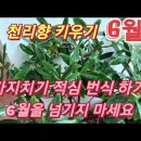 천리향 키우기(가지치기. 번식) 이미지