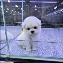 강아지분양 애견입양 아이러브독 인천점 이미지