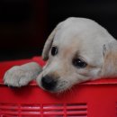 하얀강아지 이미지