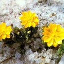 한라산천연보호구역 이미지