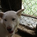 마한애견 이미지