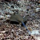 블루스팟 이미지