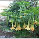 천사강아지 이미지