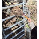 풀빌라이유민박 | 담양 풀빌라 펜션 보다 좋은 자쿠지 한옥숙소 송선생댁