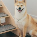 사랑해묘 이미지