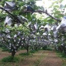 송이펜션민박 이미지