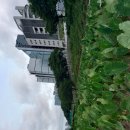 26-7/29-수 도시락-아침밥 안양천-금천구Line산책 나이스가이-머리 햄버거-점심 로또구입 이미지