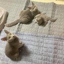 그루밍 사랑 이미지