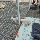 캠프 뽀미에 이미지