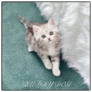 버디독 고양이분양 강아지분양 안심분양센터 인천점 이미지