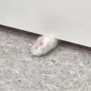 단비캣 이미지