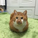 허브덴탈 이미지