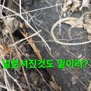 어제는 기상악화로 방콕 오늘은 찔레상황 버섯산행.252 이미지