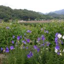 [20180723] 충북 단양 한드미 체험마을 농촌유학 초등12기 -1학기 마지막 월요일~~** 이미지