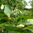 수아농원 이미지