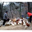 후계자축산 이미지