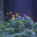 반딧불이마을영농조합법인 이미지