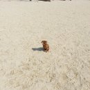 코코애견 이미지