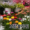 보람 | 파주 꽃시장 화훼농원 보람플라워 방문 후기, 연신내 은평구 킨텍스 꽃집