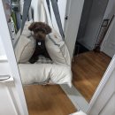 라지독스 이미지