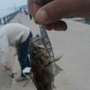 낮은굴뚝 애견펜션 이미지