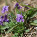 호제비꽃 Viola yedoensis Makino 이미지