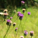 산들바람 이미지