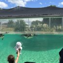 주*근 | 영국 체스터 주 동물원 (Chester Zoo) 후기