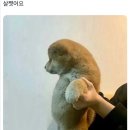 천재치마
