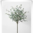 올리브향기 이미지