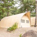 소나무세상 이미지