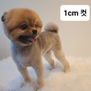 아따멍멍 | 용현동 아따멍멍 포메라니안 초코 가위컷 애견 미용 후기(1cm 컷 비교)