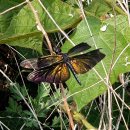 나비잠자리 이미지