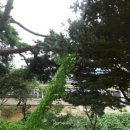 매산초등학교병설유치원 이미지