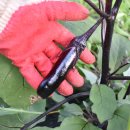 수미농장 이미지