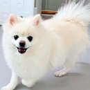 안녕댕댕쓰 이미지