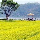 푸른잔디 이미지