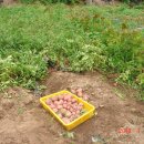 진리오이 이미지