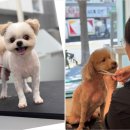 위드독 | 위드독 후기: 부산애견미용 대형견 맞춤 케어 정착기