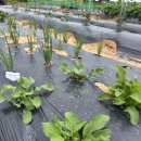 매네농장 이미지