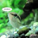미즈마리