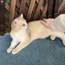 놀면묘하냥 고양이카페 이미지