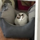 쿰쿰펫푸드 이미지