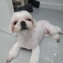 댕실 댕실 이미지