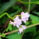 칡캐는오미자농부 이미지